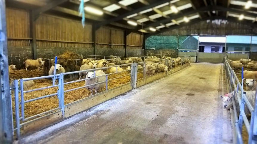 IAE Sheep Barriers & Hurdles