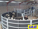 IAE Fixed Cattle Handling