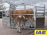 IAE Calf Rearing