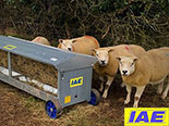 IAE Sheep Feeding