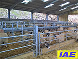 IAE Sheep Housing